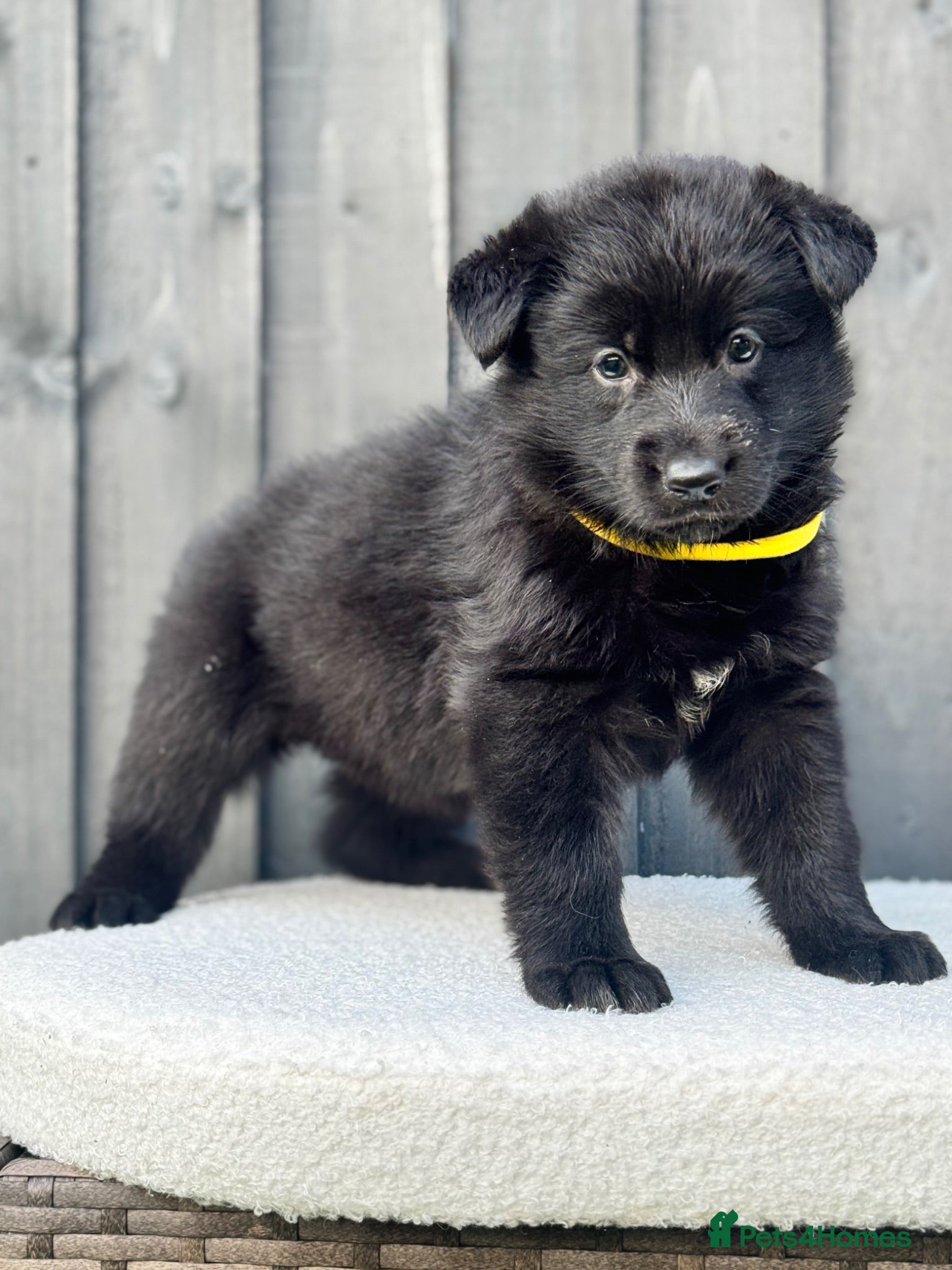 German Shepherd dogs STUNNING GERMAN SHEPHERD PUPPIES !!!!!!!! - Advert 2