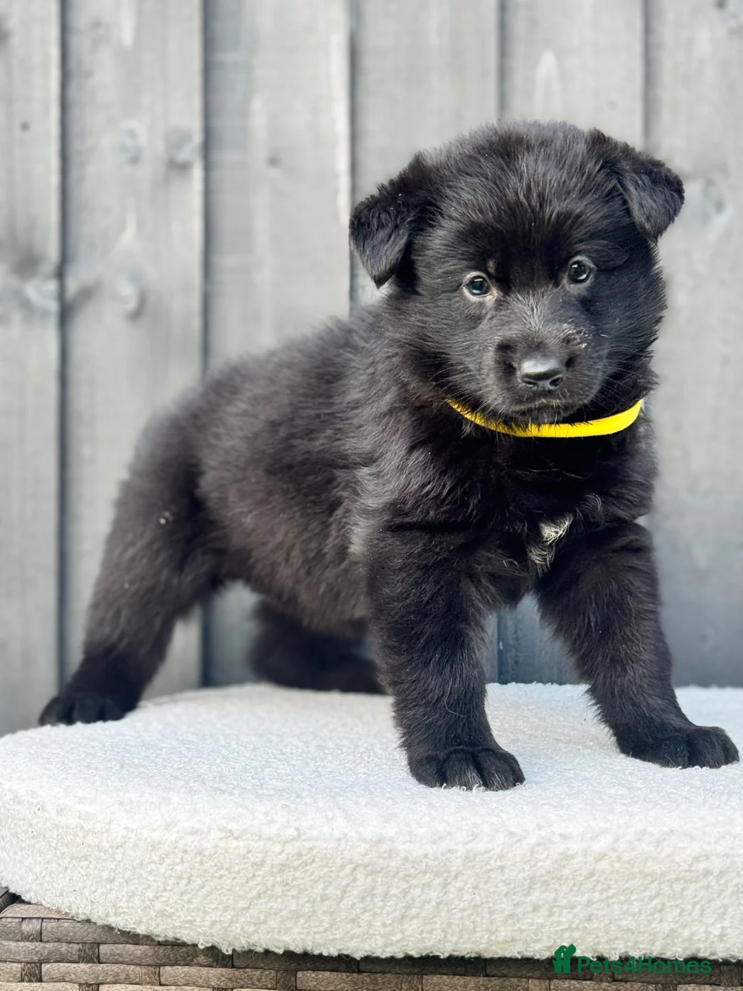 German Shepherd dogs for sale: STUNNING GERMAN SHEPHERD PUPPIES !!!!!!!! in Ilford - Advert 2
