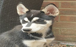 Shepsky dogs for sale: Single female shepsky - Image 1