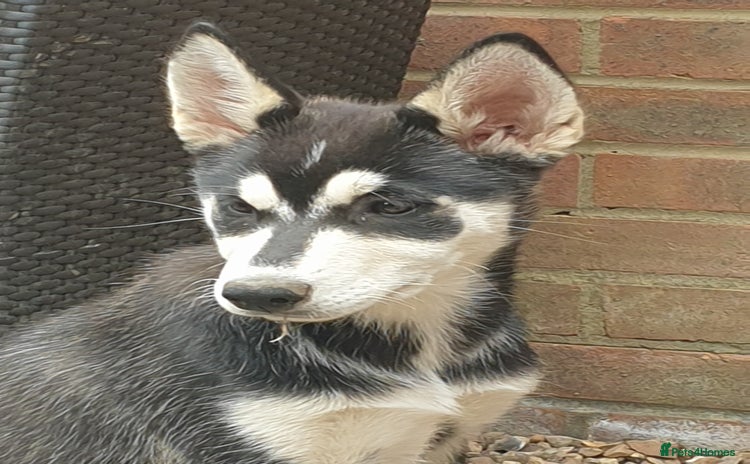 Shepsky dogs - Advert 2