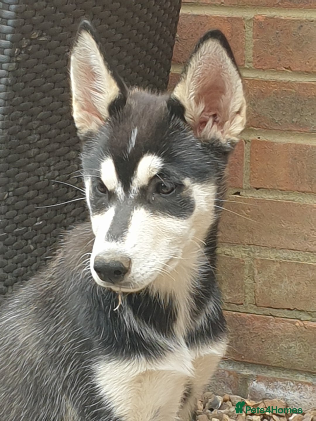 Shepsky dogs for sale: Single female shepsky - Image 1