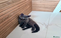 British Shorthair cats for sale: Beautiful British shorthair boy 🩵 - Image 2