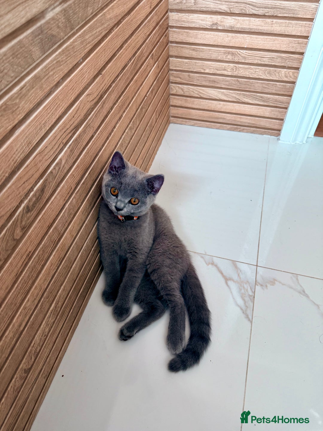 British Shorthair cats for sale: Beautiful British shorthair boy 🩵 - Image 2