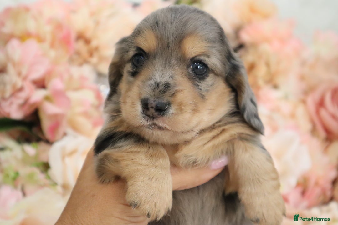 Miniature Dachshund dogs for sale: KC Registered Miniature Dachshund Puppies - Image 22