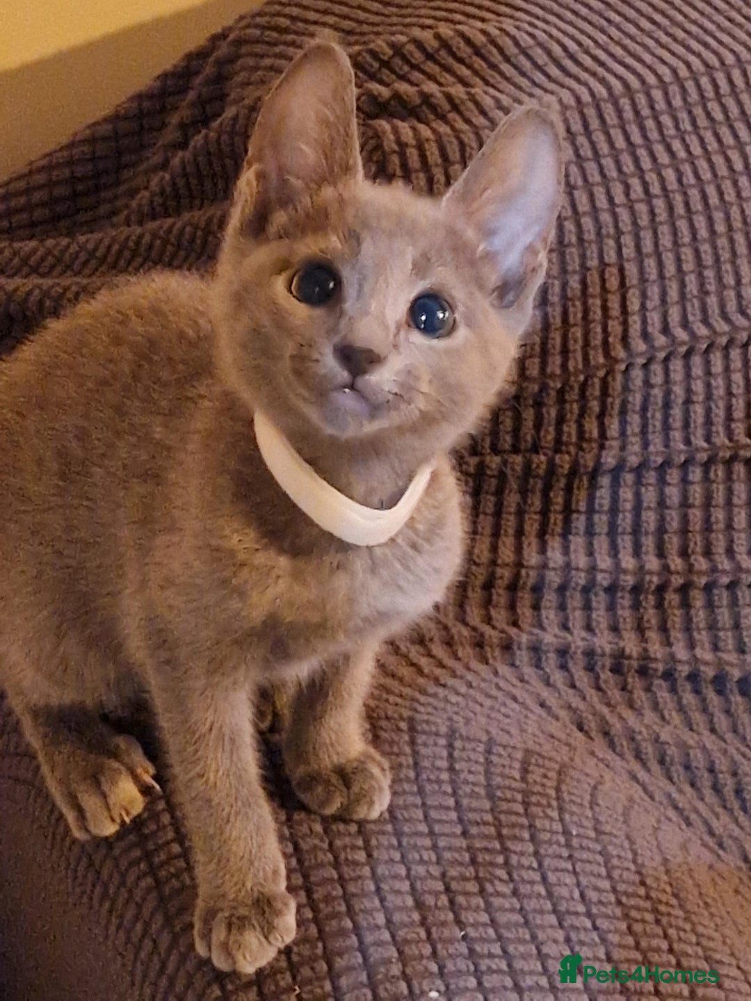Russian Blue cats for sale: Pedigree Russian blue kittens  - Image 8