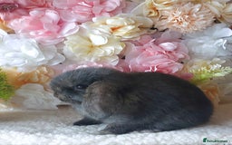 Mini Lop rabbits for sale: mini lops - Image 2