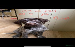 German Wirehaired Pointer dogs for sale: GWP Pups for sale field bloodlines land waterfowl  in Preston - Image 4