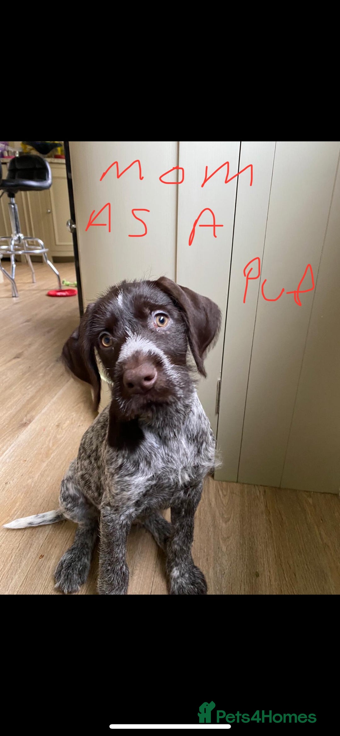 German Wirehaired Pointer dogs for sale: GWP Pups for sale field bloodlines land waterfowl  in Preston - Image 4