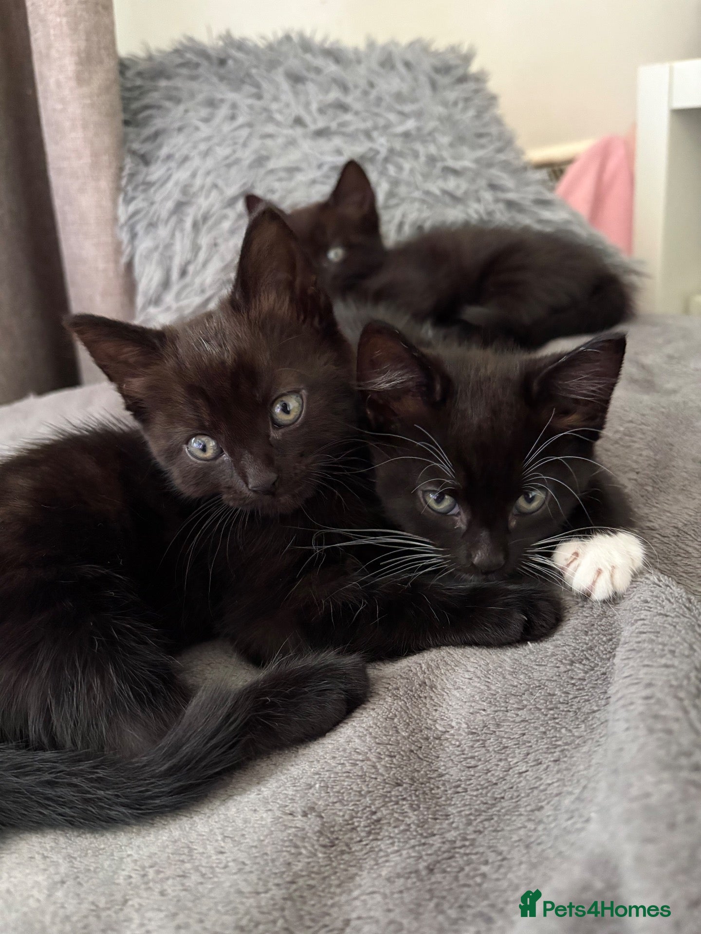 Mixed Breed cats Gorgeous Kittens Looking for Their Forever Homes  - Advert 3