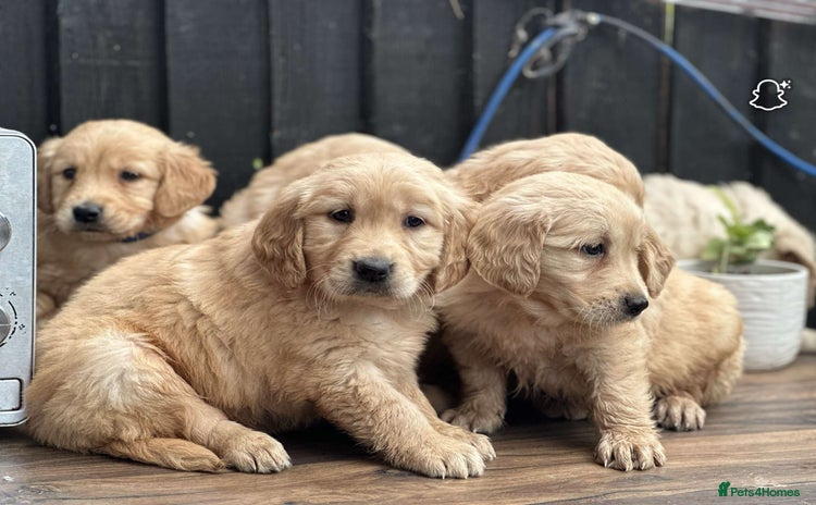 Golden Retriever dogs - Advert 2