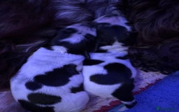 Cocker Spaniel dogs for sale: KC Registered Cocker Spaniels - Blue Roan - Image 8