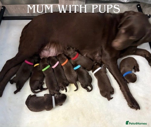 Labrador Retriever dogs STUNNING CHOCOLATE LABRADOR PUPPIES!!!! - Advert 3
