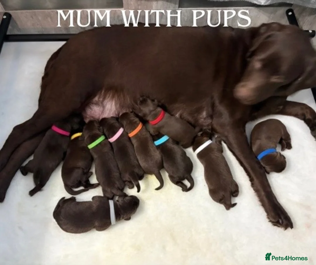 Labrador Retriever dogs for sale: STUNNING CHOCOLATE LABRADOR PUPPIES!!!! - Advert 1