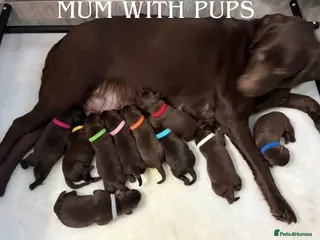 Labrador Retriever dogs STUNNING CHOCOLATE LABRADOR PUPPIES!!!! - Advert 3