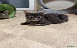 Maine Coon cats for sale: Price reduced   PEDIGREE MAINECOON KITTENS  - Image 19