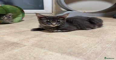 Maine Coon cats - Advert 7