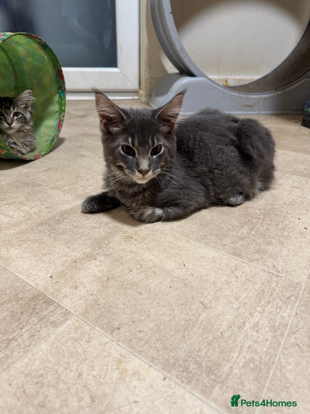 Maine Coon cats for sale: Price reduced   PEDIGREE MAINECOON KITTENS  - Image 19