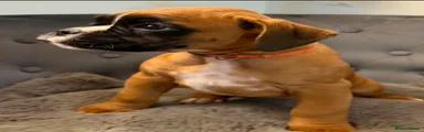 Boxer Puppy 7