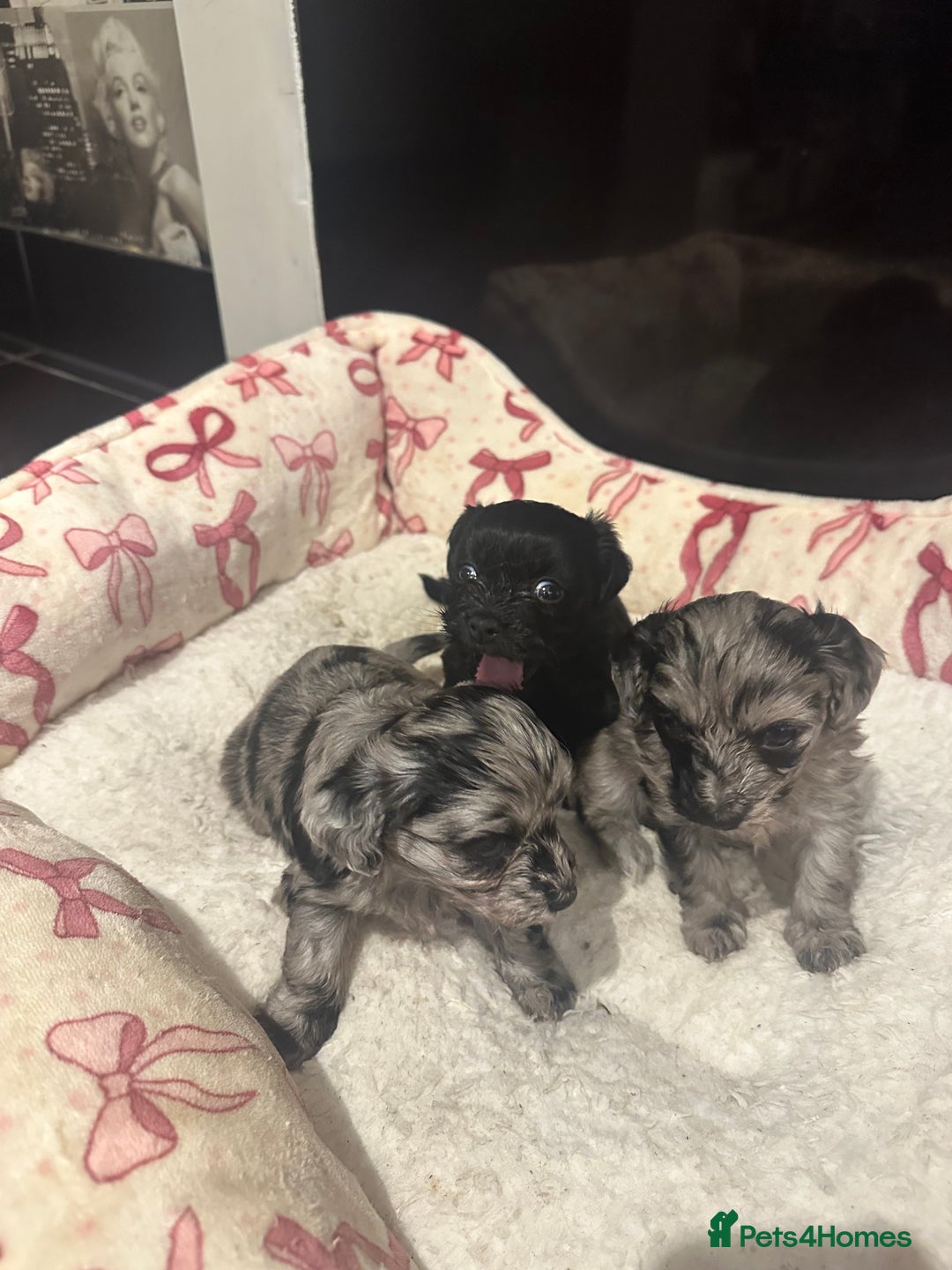 Maltipoo dogs for sale: Maltipoo rare merle colours  - Image 15