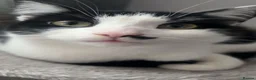Mixed Breed cats for sale: mixed breed cat - Advert 1