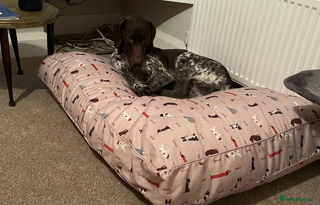 German Shorthaired Pointer dogs for sale:  Loving Home Needed for Our Beautiful GSP - Advert 11