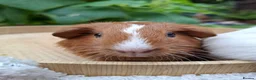 Guinea Pig rodents for sale: Guineapigs  in Rugby - Advert 4