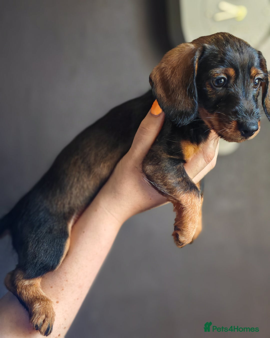 Dachshund dogs for sale: Minature dachshund puppies  - Image 5