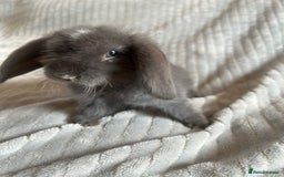Mini Lop rabbits for sale: Mini Lop Bunnies - Image 6