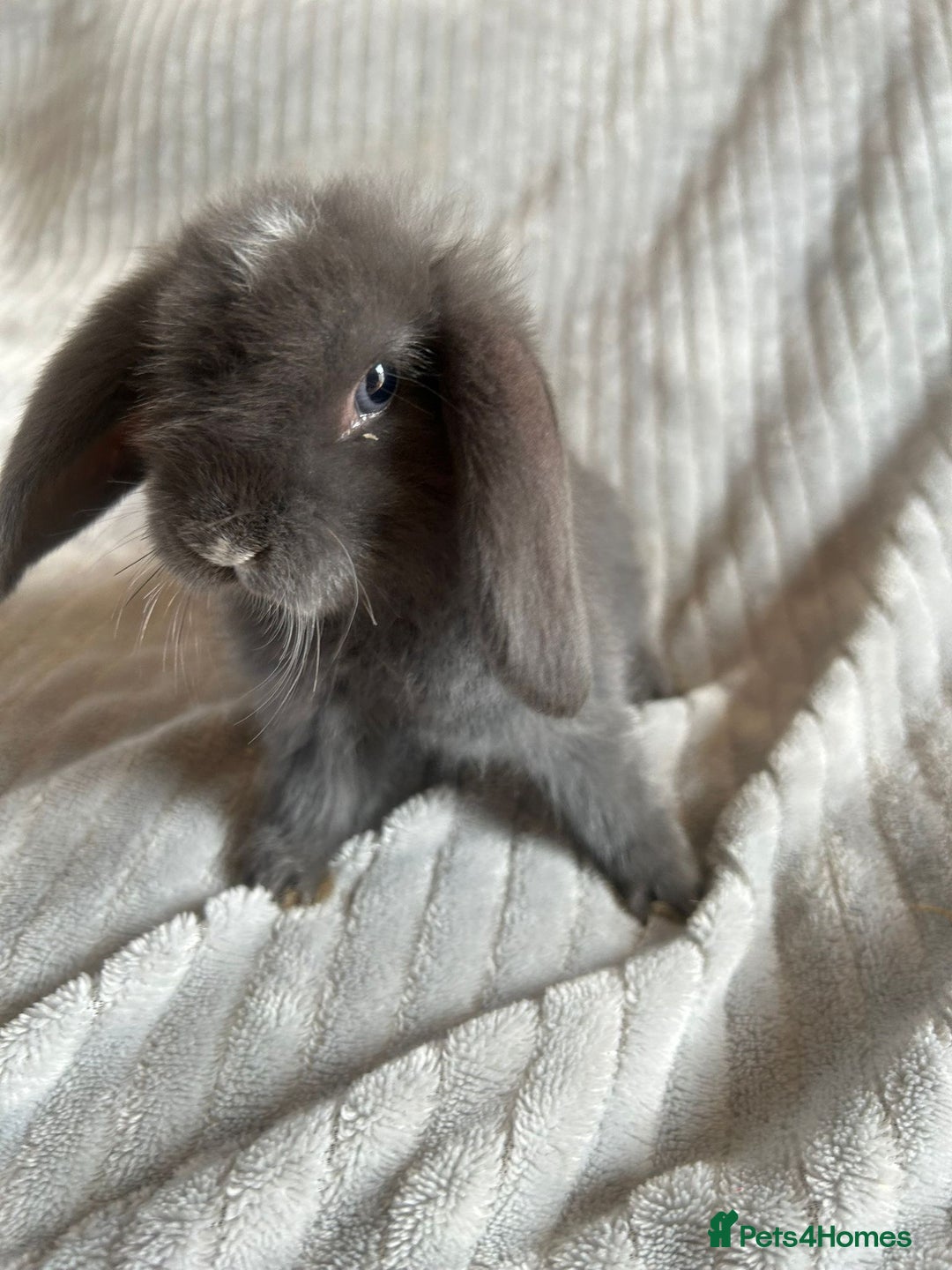 Mini Lop rabbits for sale: Mini Lop Bunnies - Image 6