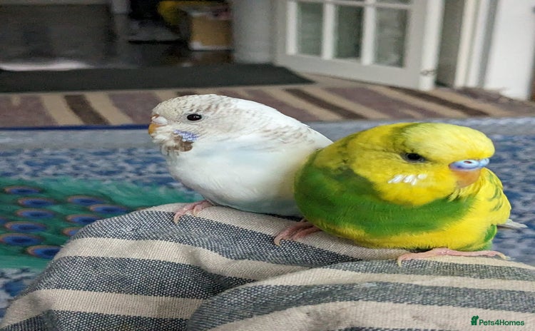 Budgerigars birds - Advert 3