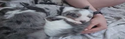Border Collie dogs for sale: Blue Merle Tri- Colour Border Collie Puppies - Advert 17