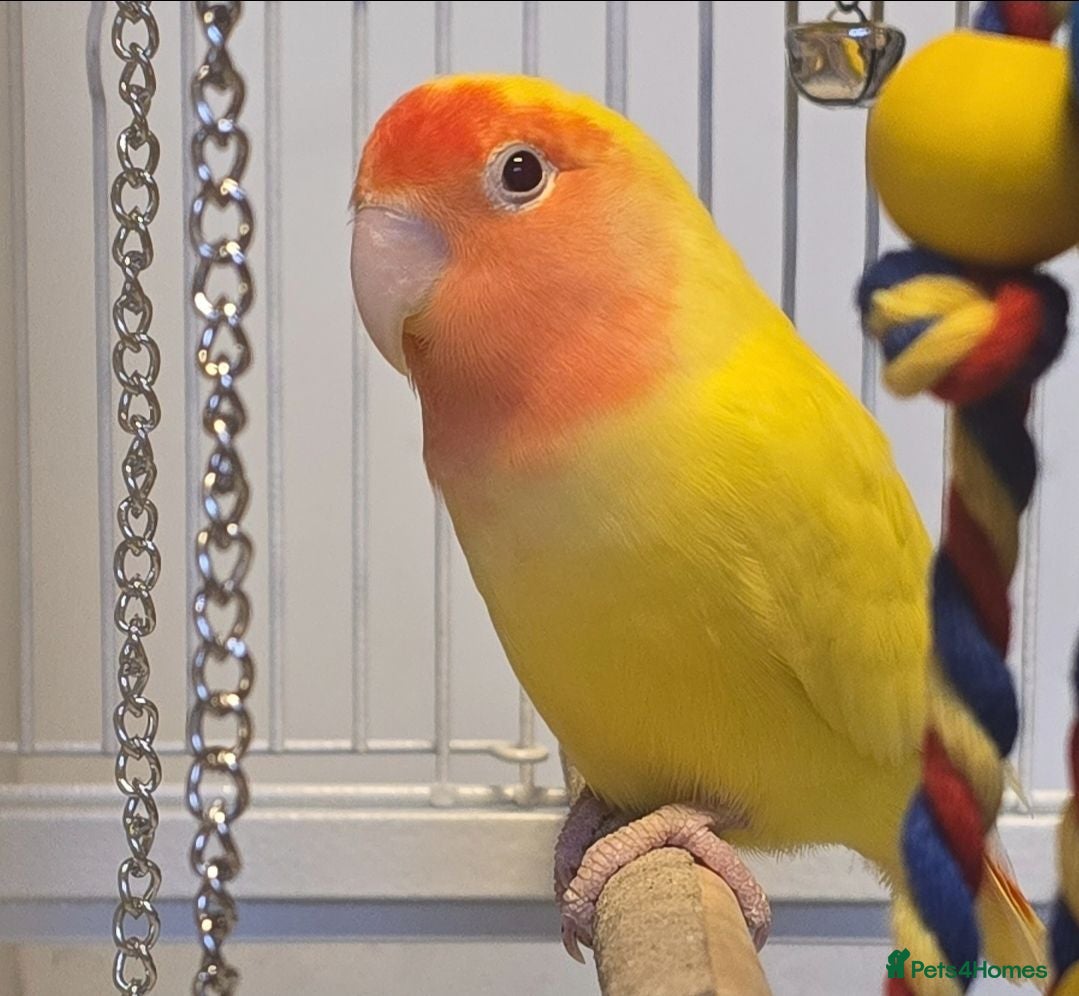Lovebirds birds Male Lutino Lovebird - Advert 2