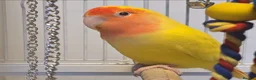 Lovebirds birds for sale: Male Lutino Lovebird - Advert 1