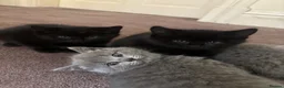 British Shorthair cats for sale: Adorable British short hair kittens  - Advert 8