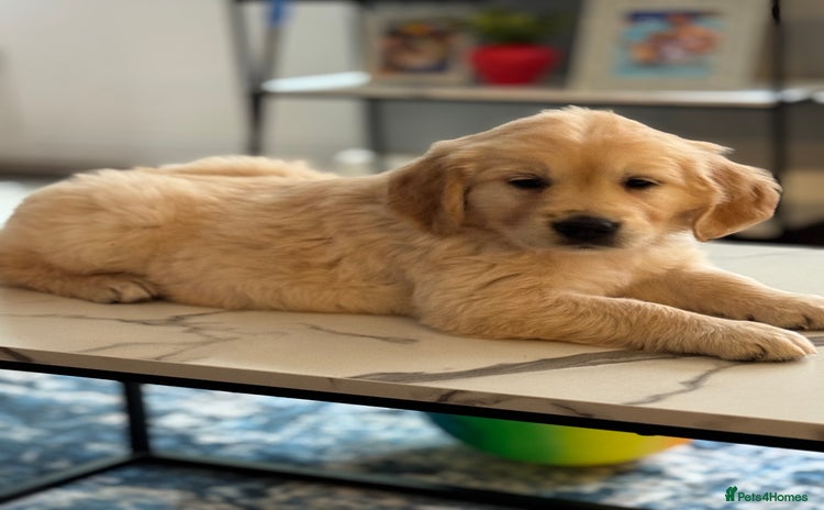 Golden Retriever dogs - Advert 2