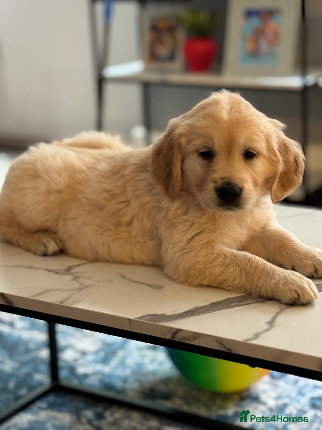 Golden Retriever dogs for sale: 9 gorgeous golden retriever pups  - Image 1