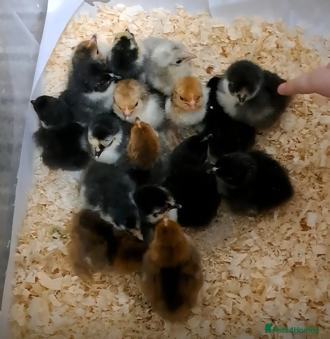 Chickens poultry for sale: Pekin Bantam chicks, silkies and seramas  - Advert 1