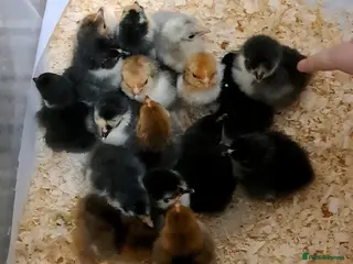 Chickens poultry Pekin Bantam chicks, silkies and seramas - Advert 1