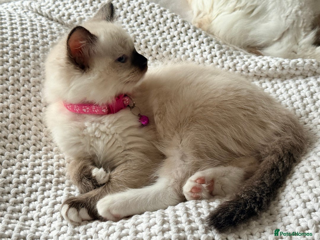 Ragdoll cats for sale: Ragdolls kittens 2 girls & 3 boys  - Image 18