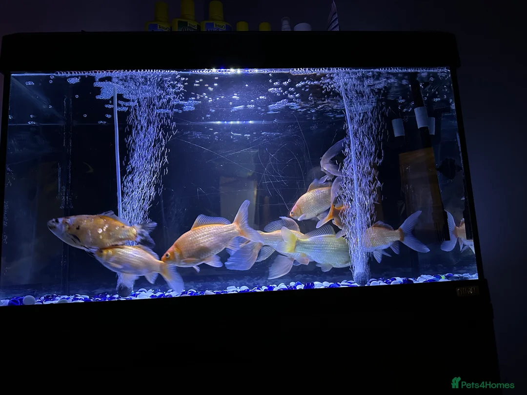 Goldfish fish for sale: Goldfish  - Advert 1