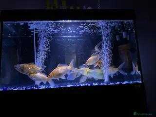 Goldfish fish Goldfish - Advert 1