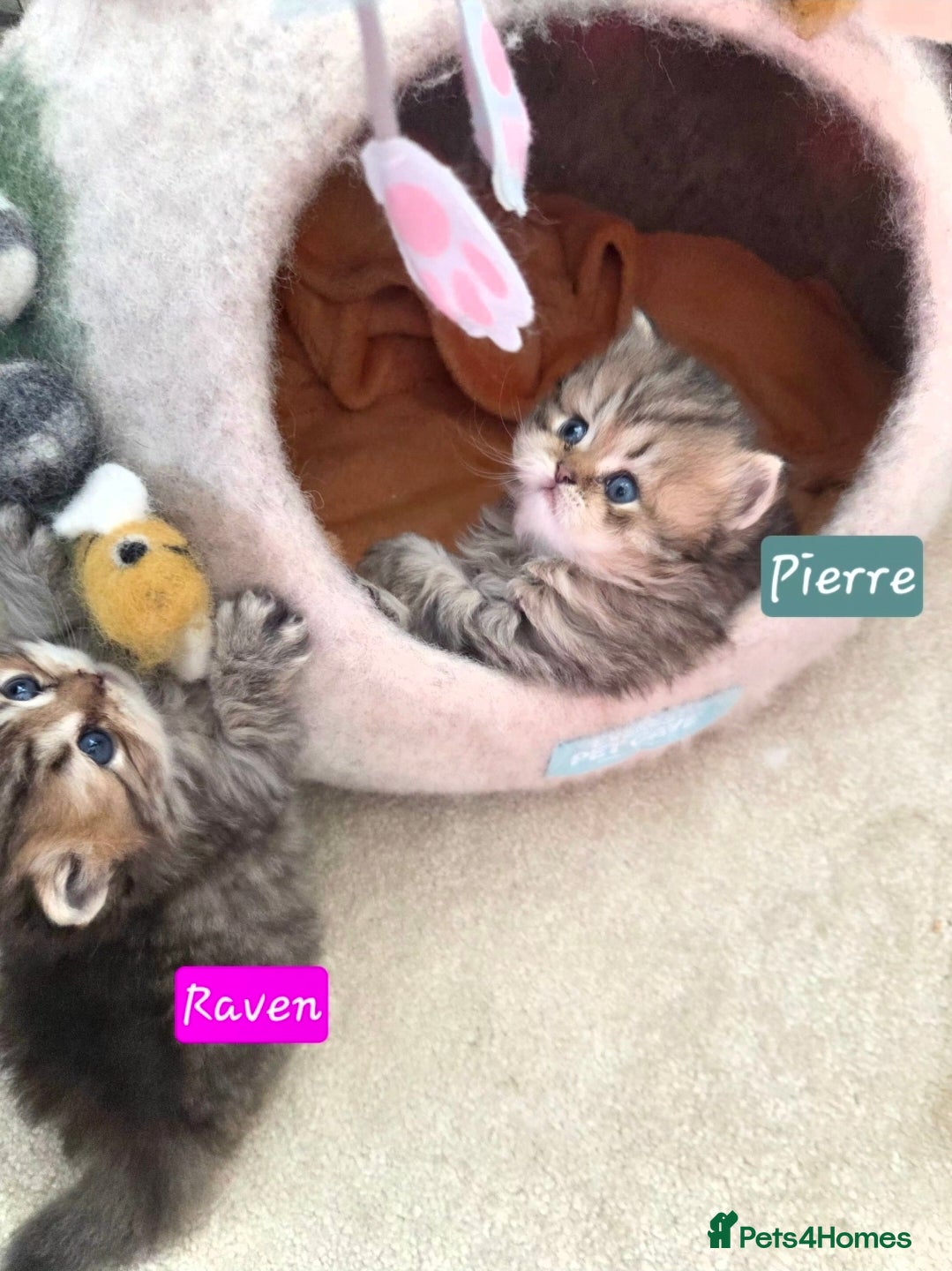 Persian cats Beautiful Persian Kittens – 2 Girls & 1 Boy - Advert 1