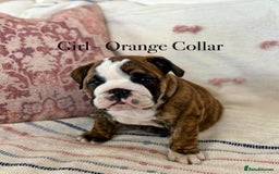 English Bulldog dogs for sale: READY NOW! vaccinated microchipped KC Bulldog pups in Rochford - Image 20