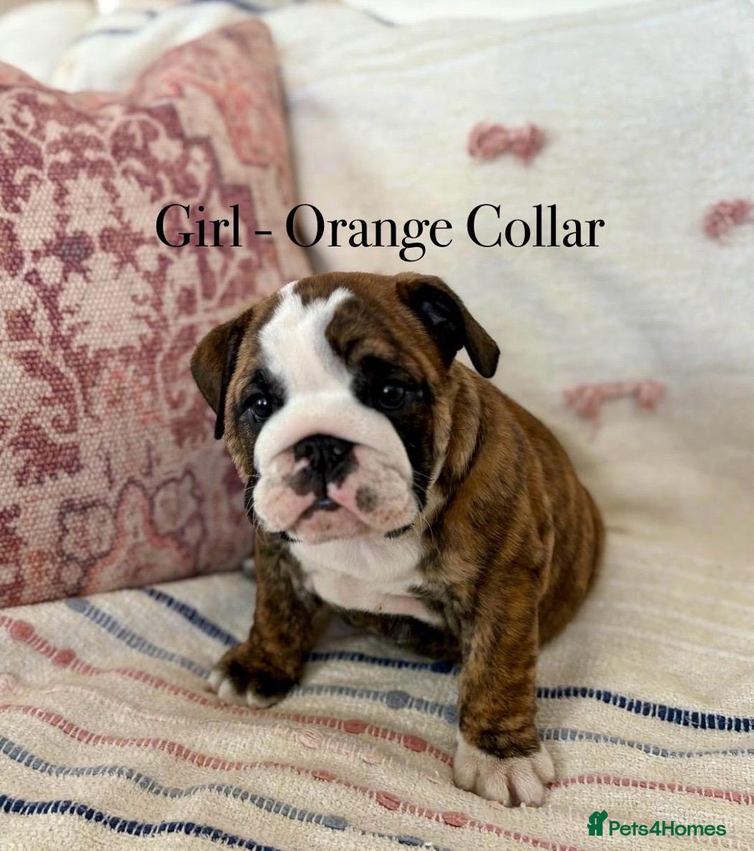 English Bulldog dogs for sale: READY NOW! vaccinated microchipped KC Bulldog pups in Rochford - Image 20
