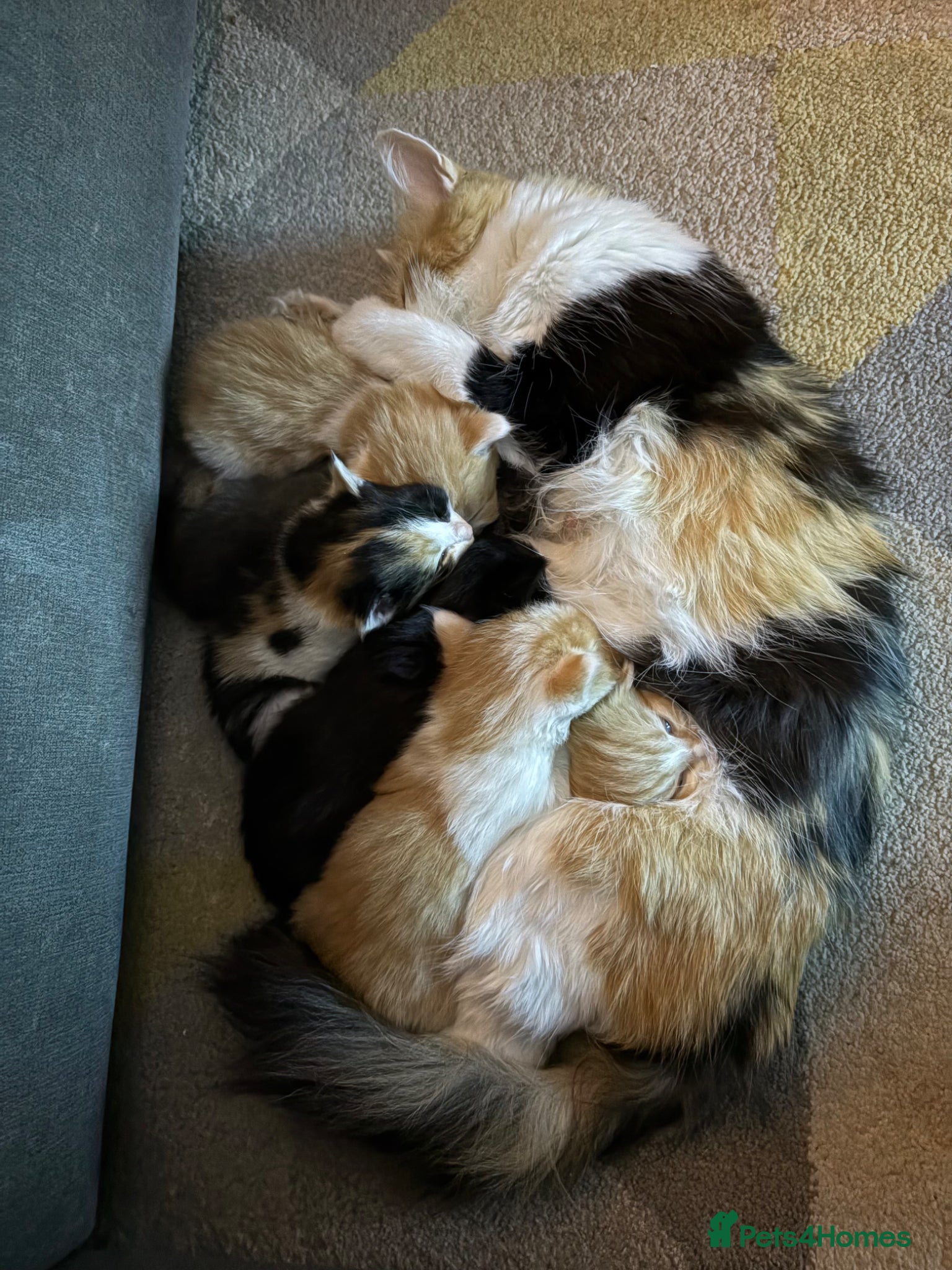 Mixed Breed cats Stunning kittens  - Advert 1