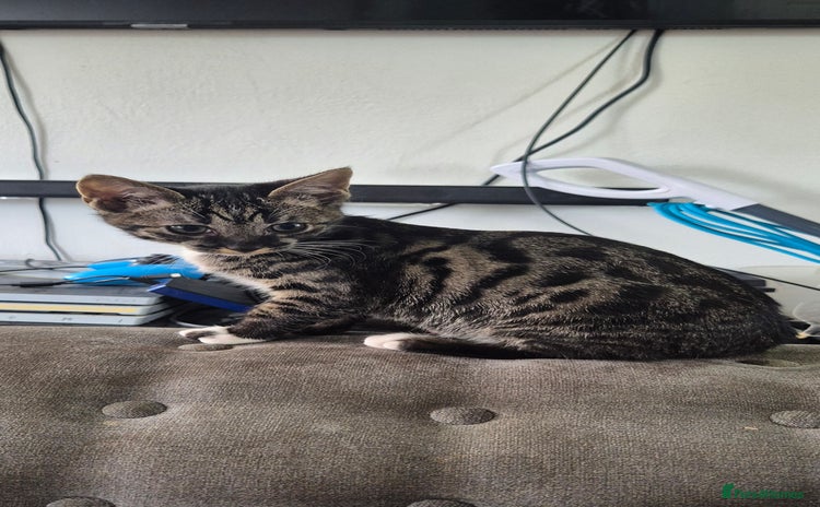 Savannah cats F5 SAVANNAH KITTENS 1 left female - Advert 6