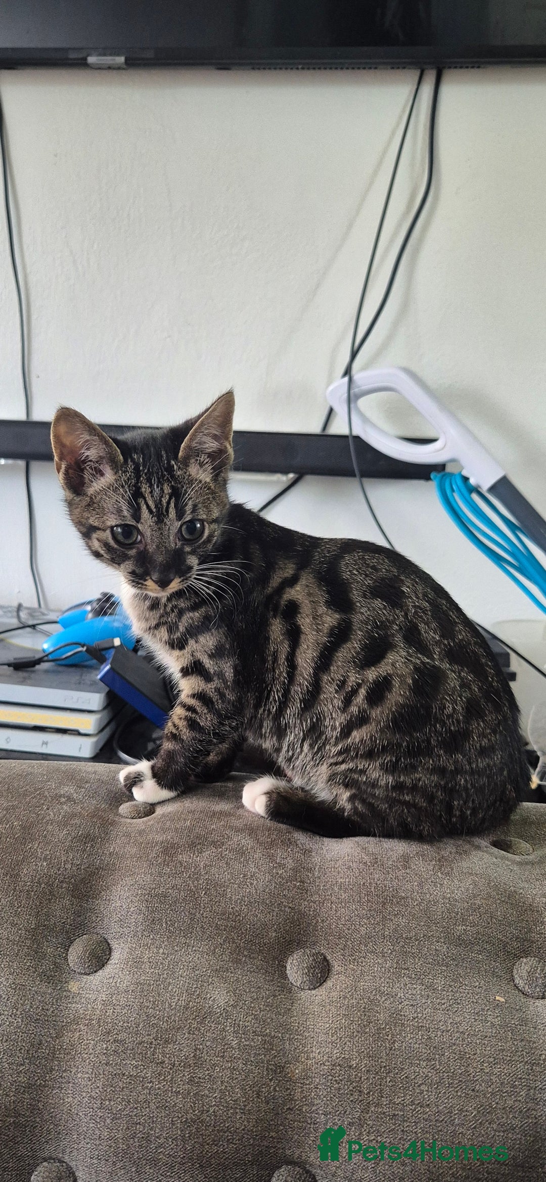 Savannah cats for sale: Female f5 savannah kitten ready to go  - Advert 3