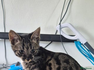 Savannah cats F5 SAVANNAH KITTENS 1 left female - Advert 5