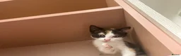 Domestic Shorthair cats for sale: Miss  in Birmingham - Advert 1