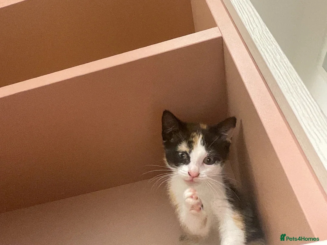 Domestic Shorthair cats for sale: Miss  in Birmingham - Advert 1